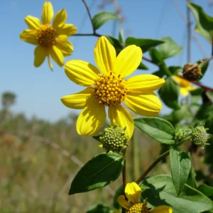 Miel de Romerillo de Costa