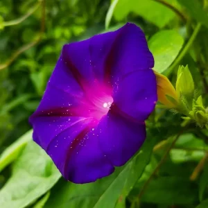 Miel de campanilla morada
